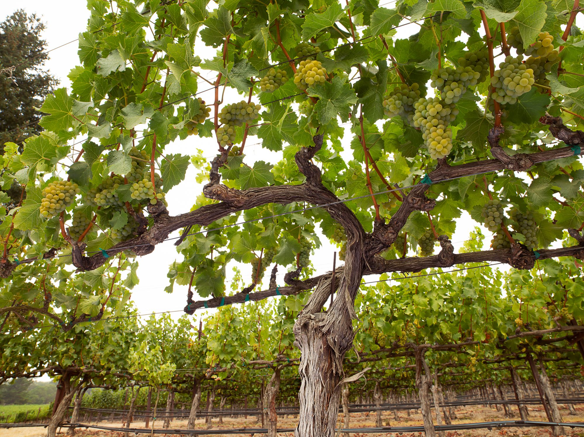 CHardonnay grapes on the vine
