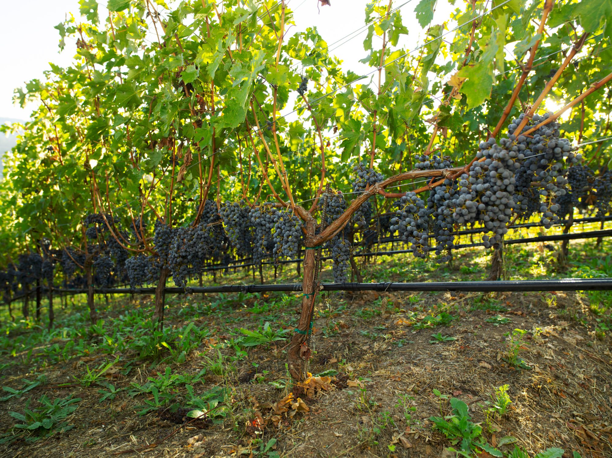 St Helena Harvest