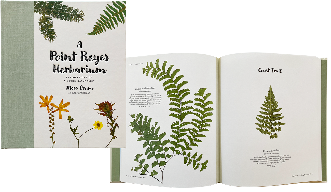 Herbarium book cover and spread