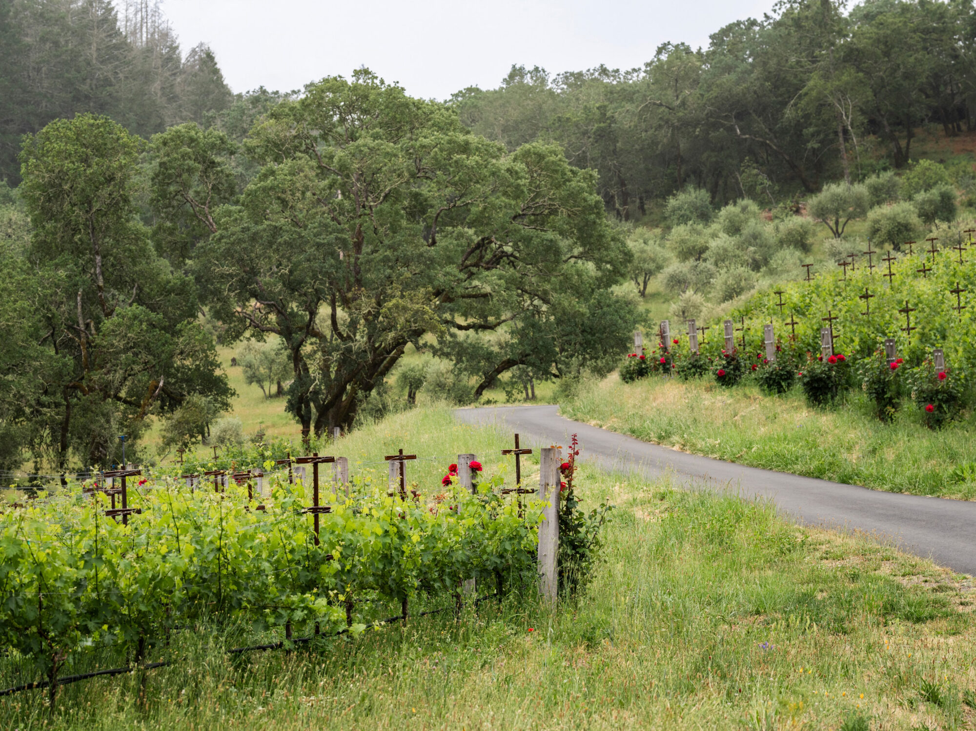 Hidden Valley Key Vineyard