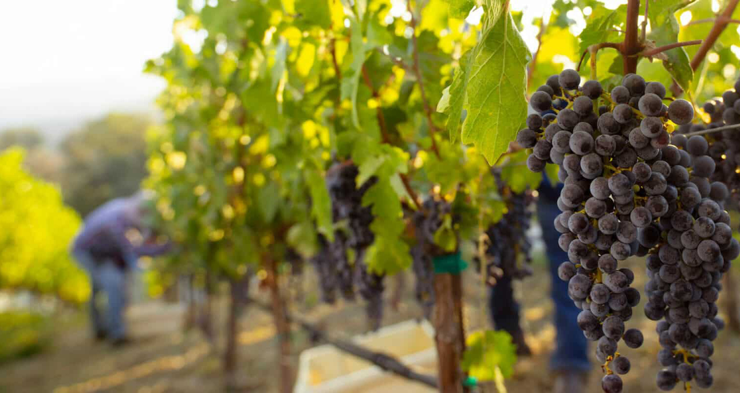 harvesting grapes