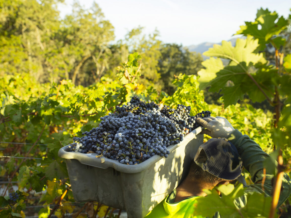 harvesting grapes